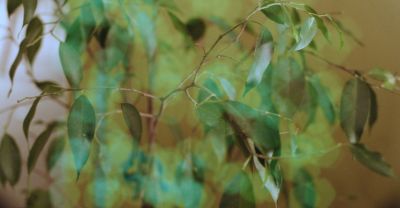An indoor ficus plant behind a haze of bokeh-like semi-transparent green circles.
